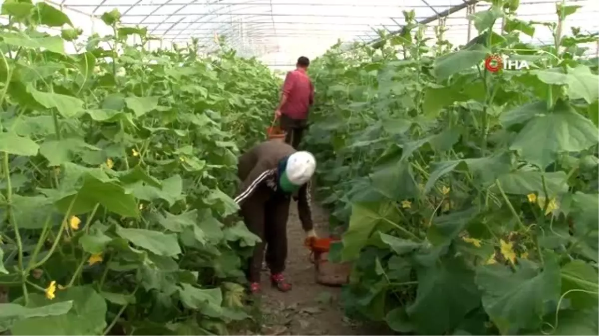 Yüzde 50 hibe ile kurduğu serada günlük 3 ton salatılık hasat ediyor