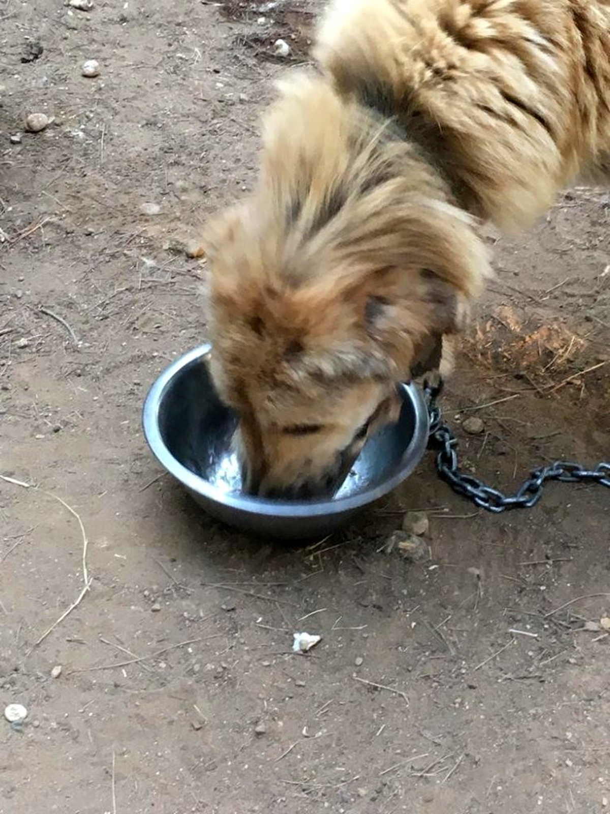 Antalya\'da sokak köpeklerine mangal ziyafeti