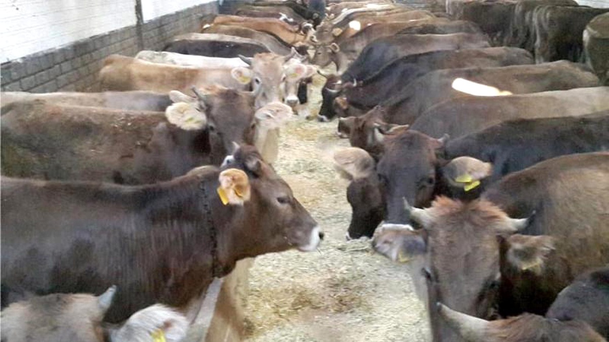 Belçika\'nın Valonya bölgesinde helal kesim yasağı başladı