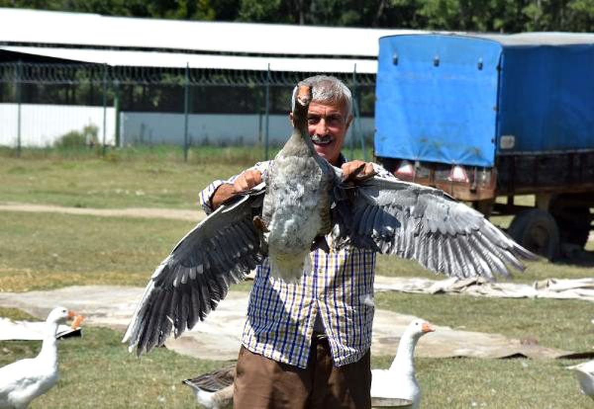 Çiftliğinde yetiştirdiği kazlarına çocukları gibi bakıyor