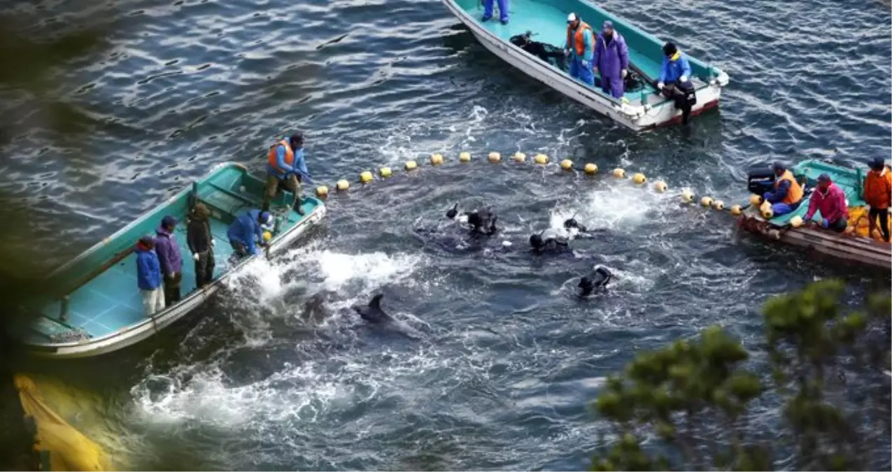 Japonya\'da tartışmalı av başladı: 1700 yunus öldürülecek ya da yakalanacak