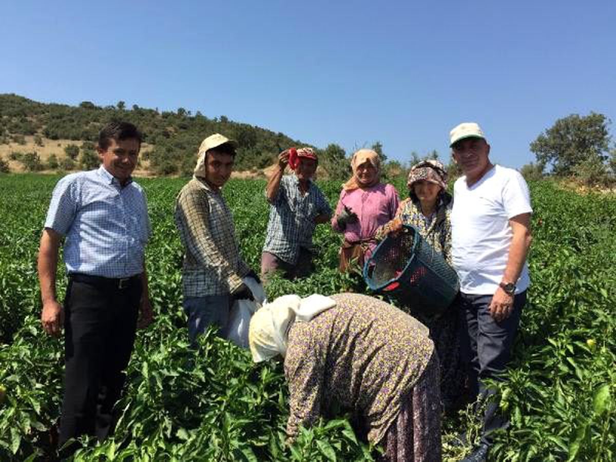 Salihli\'de kırmızı biber hasadı başladı