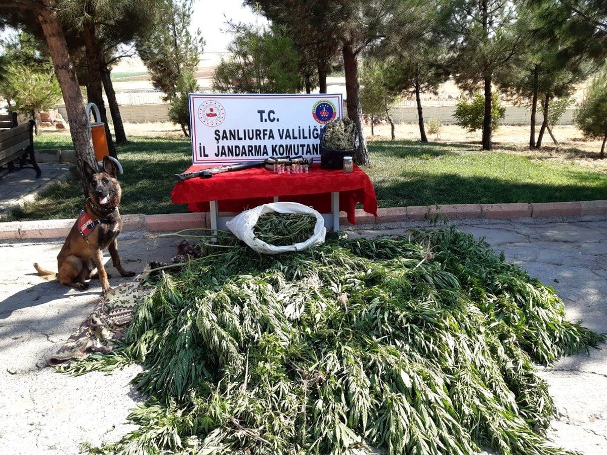 Şanlıurfa\'da 512 kök kenevir ele geçirildi