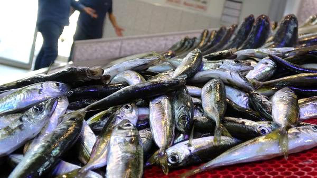 Trabzon\'da istavrit ve mezgit bereketi