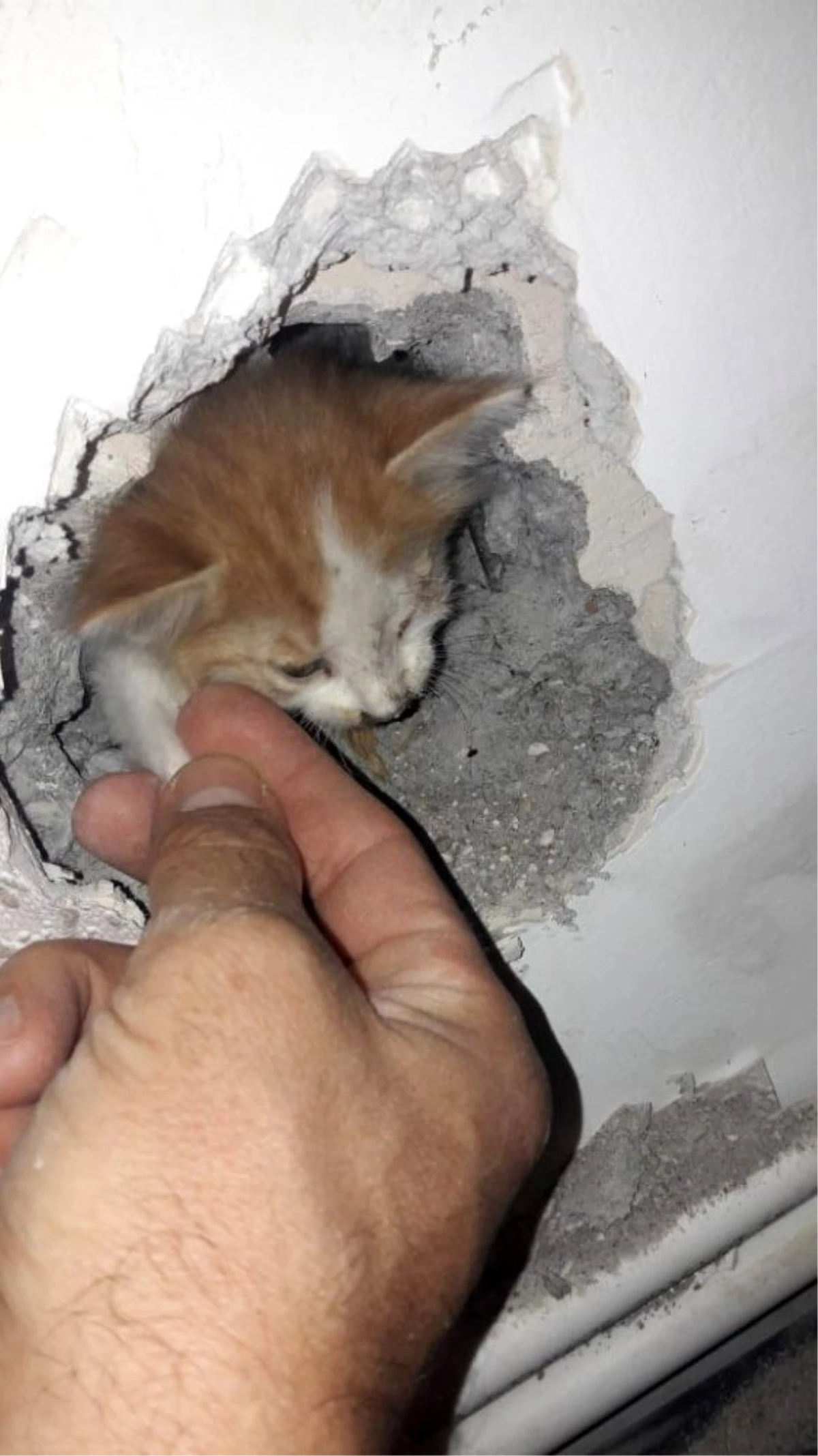 Üç gün boyunca dairenin duvarına sıkışan kedi kurtarıldı