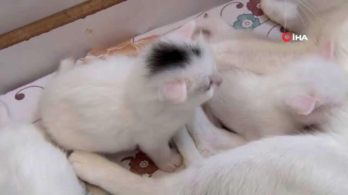 Van kedilerinin başındaki \'mühür\' şaşırtıyor