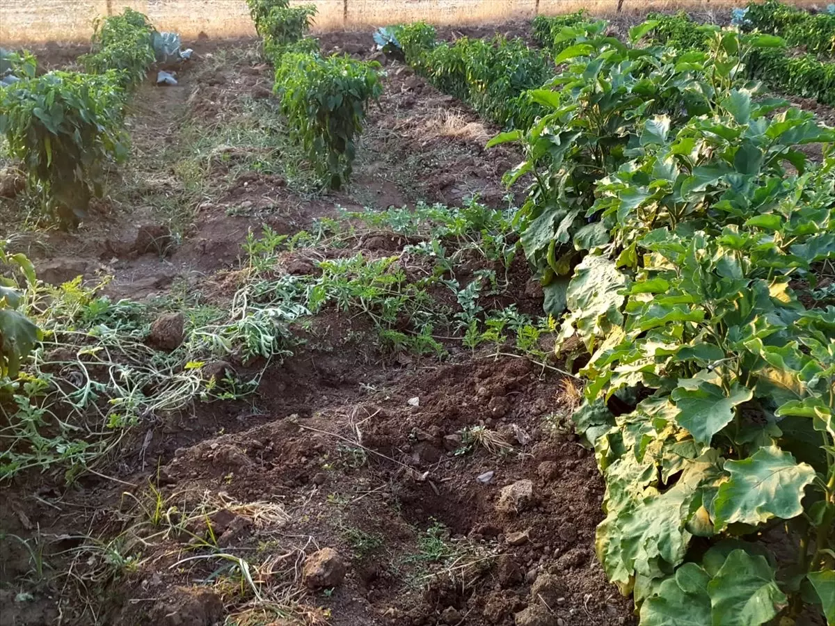 Yaban domuzları üzüm bağlarına zarar verdi