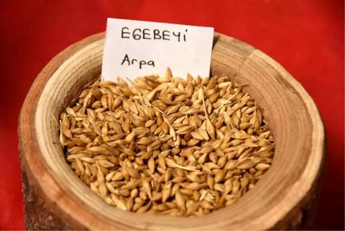 13 yıllık emekle ortaya çıkan arpa tohumu toprakla buluşuyor