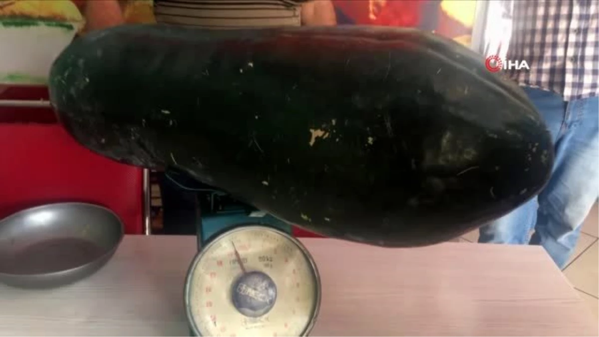 21 kiloluk dev salatalığı görenler gözlerine inanamıyor