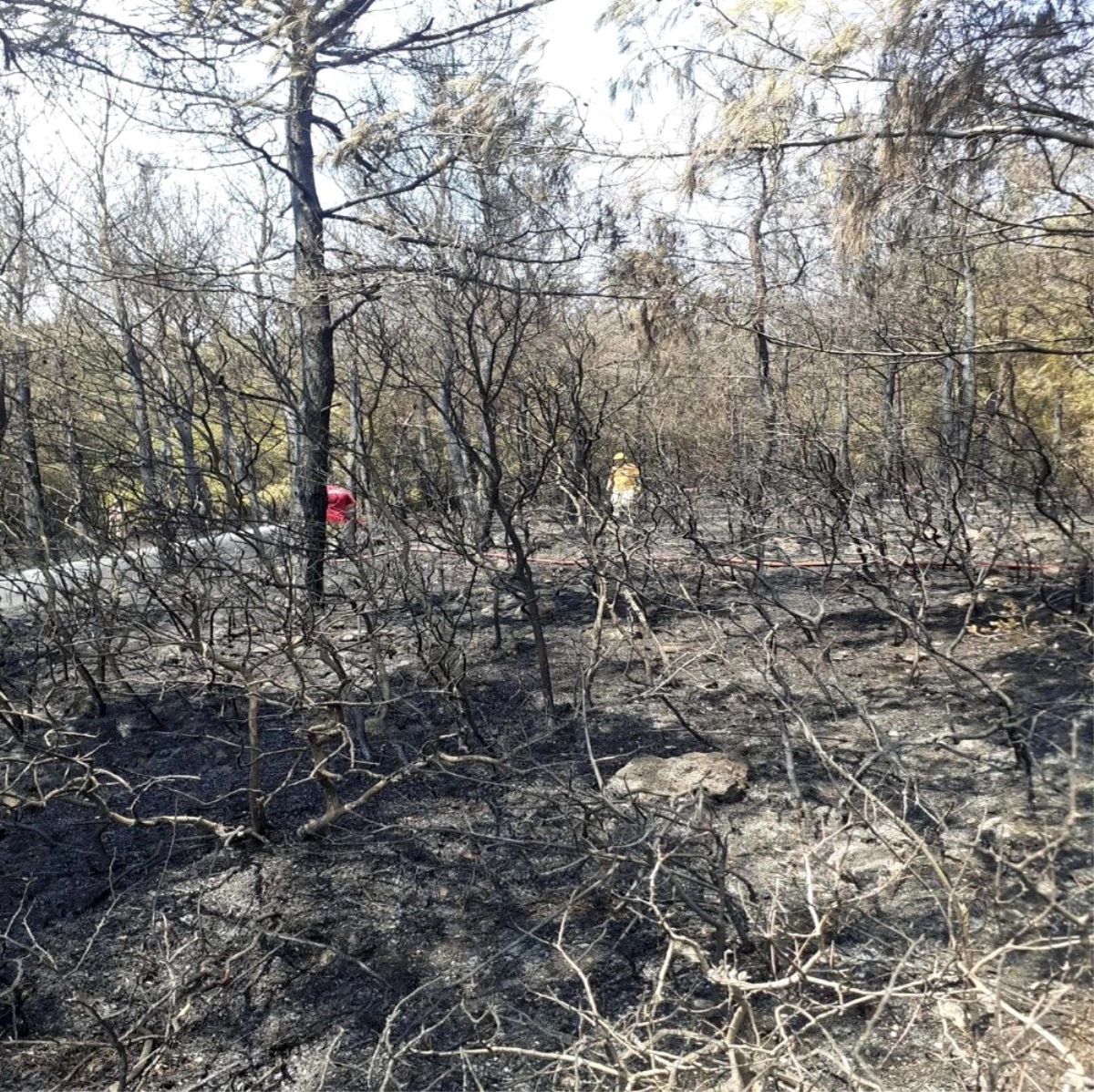 Aliağa\'da çıkan orman yangını 2 saatte söndürüldü