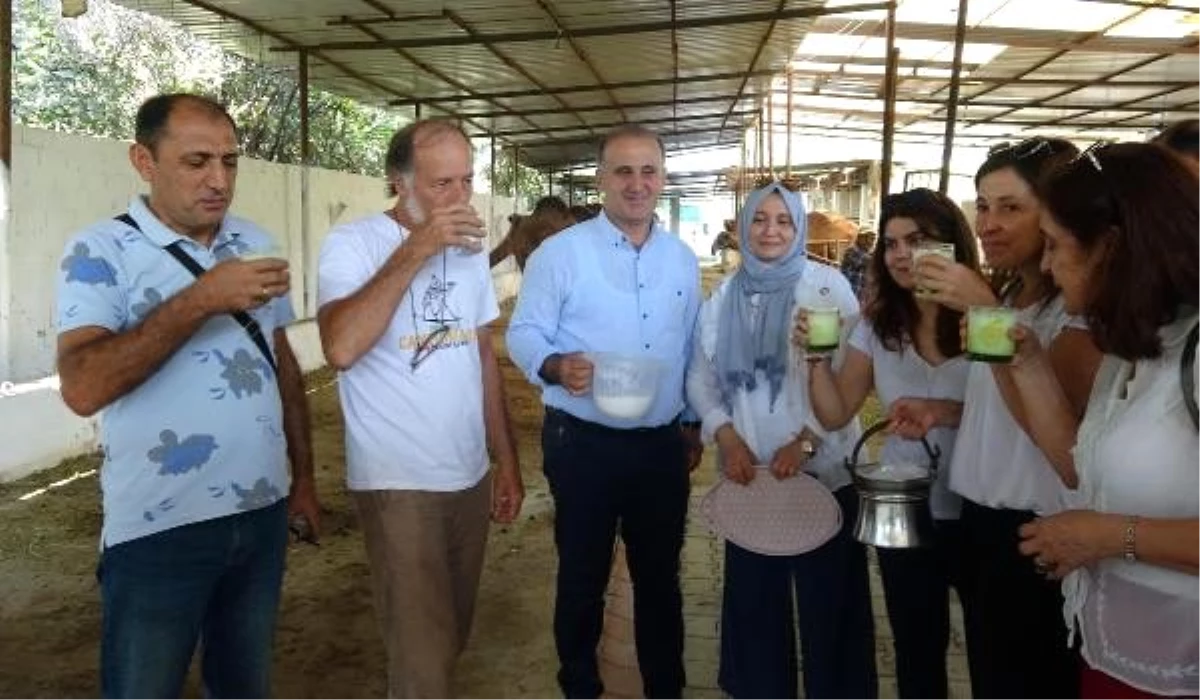 Aydın\'ın deve sütünü dünya pazarına taşıyacak proje