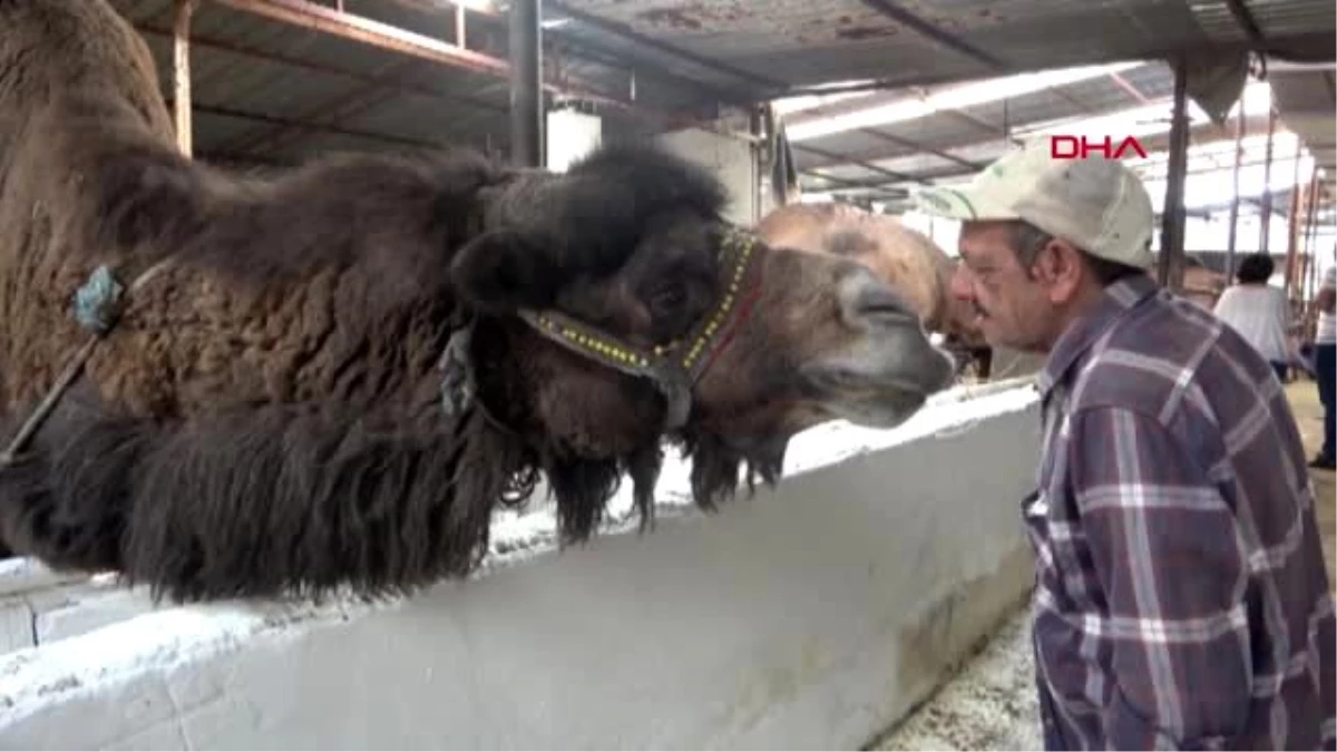 Aydın\'ın deve sütünü dünya pazarına taşıyacak proje