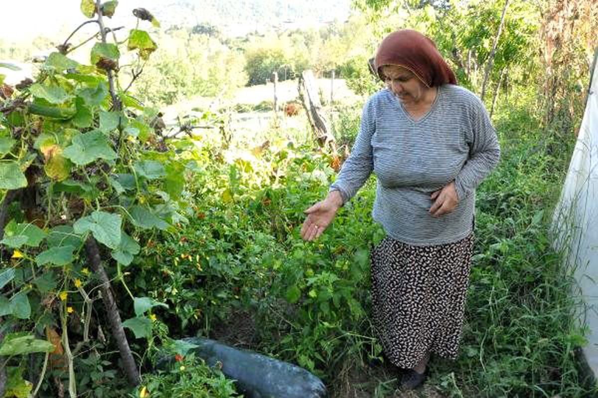 Çin salatalıkları 1 metreye ulaşınca paniğe kapıldı