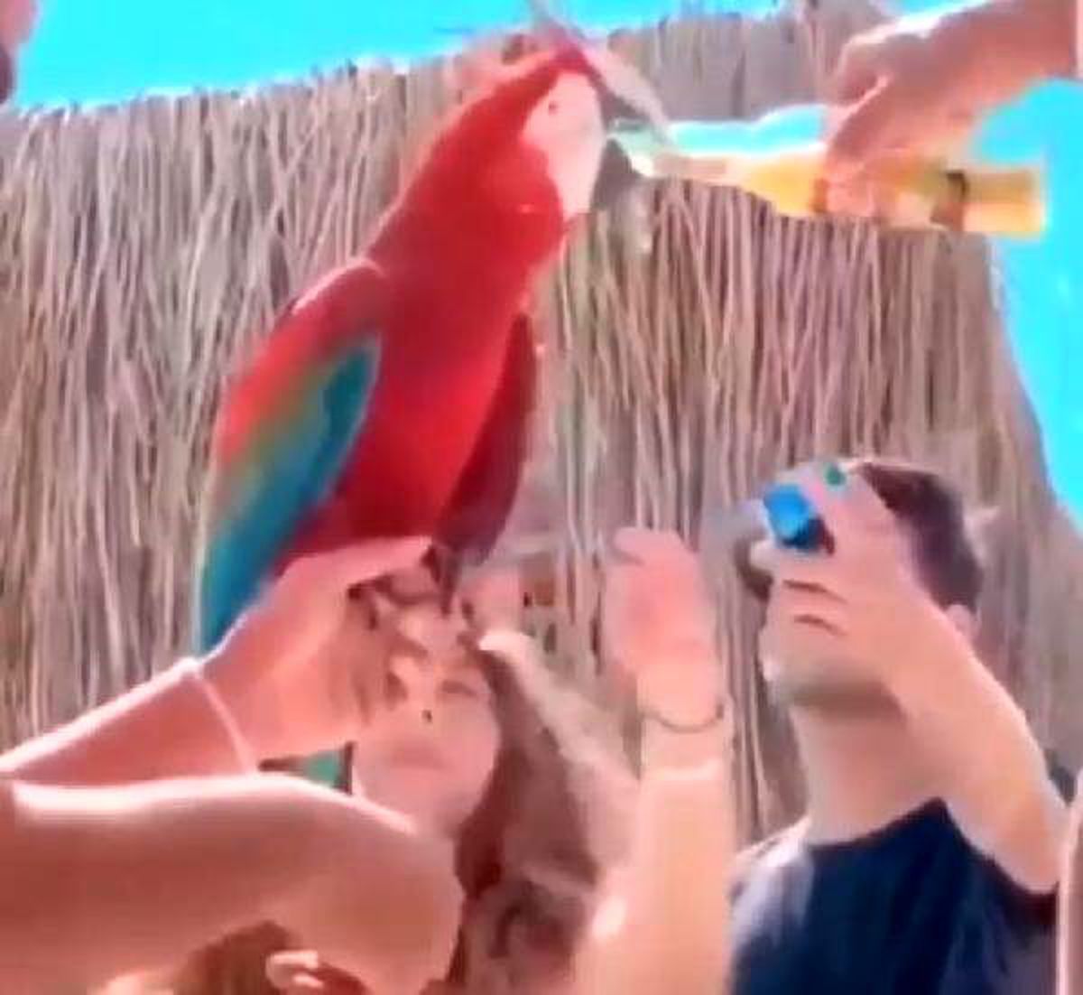 Didim\'de papağana bira içirilmesine tepki