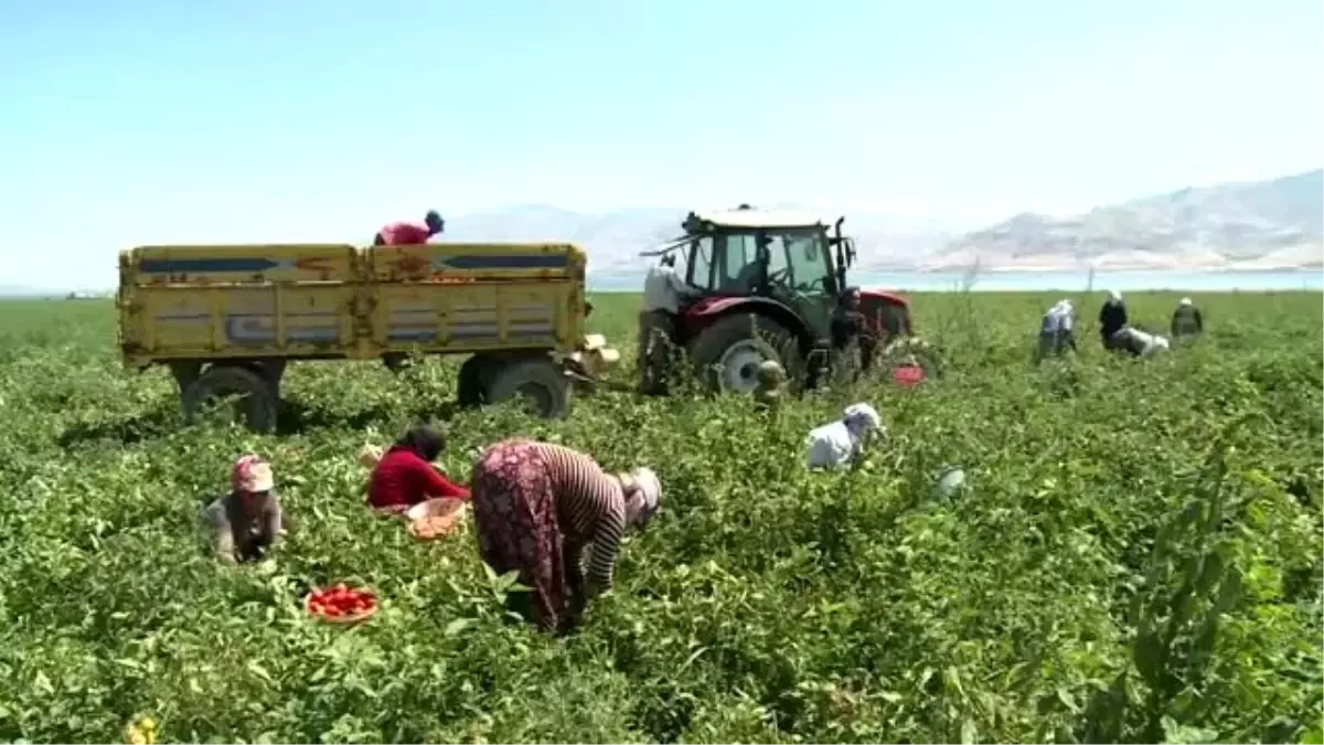 Elazığ\'ın kuru domatesleri dünya sofralarında