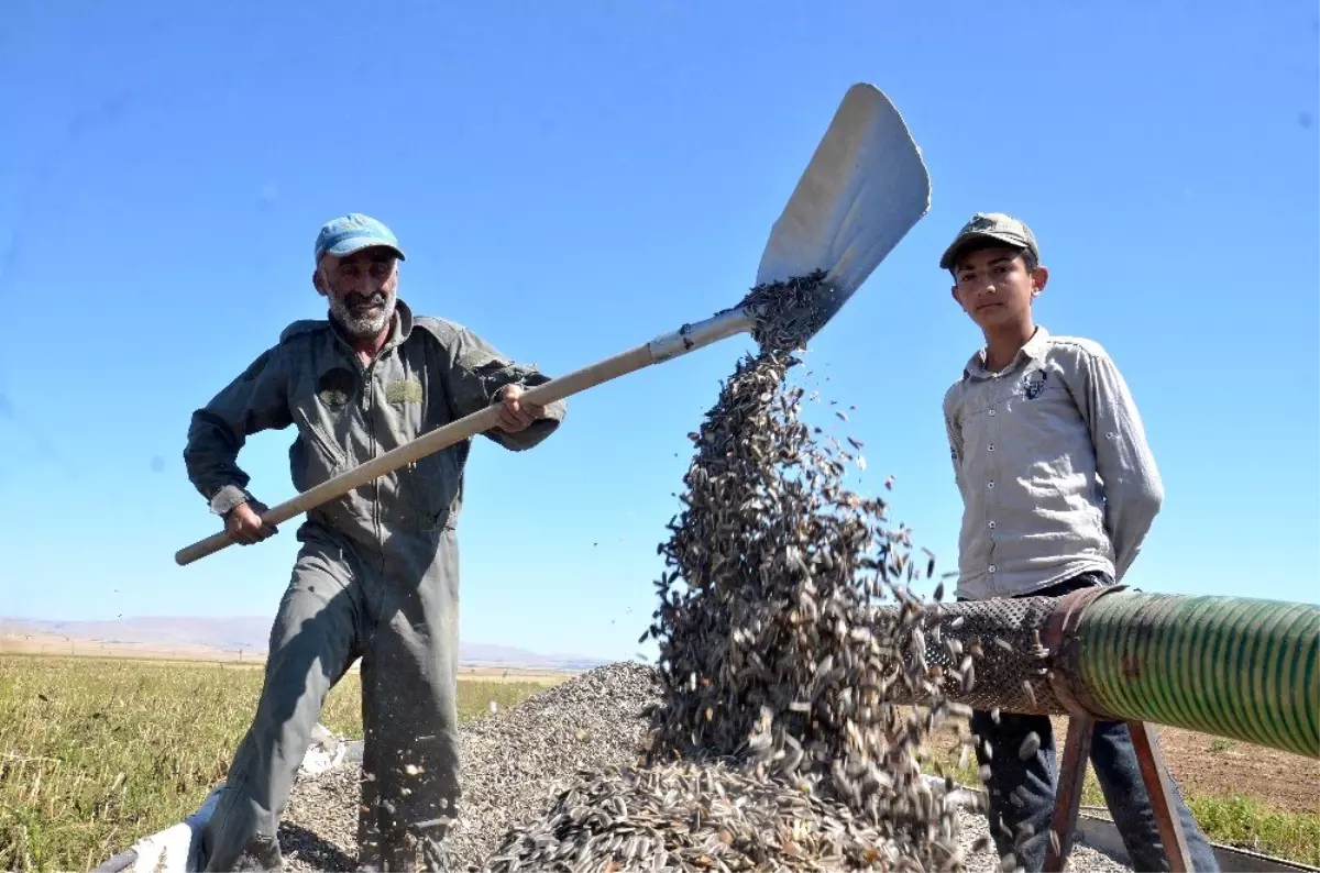 Elbistan\'da \'siyah altın\' hasadı başladı