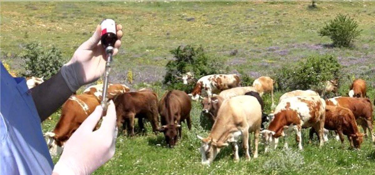 Güz dönemi şap aşılama kampanyası başladı