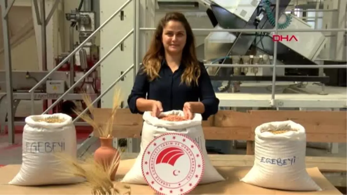 İzmir 13 yıllık emekle ortaya çıkan arpa tohumu toprakla buluşuyor
