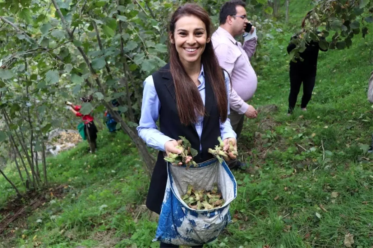 Kadın kaymakam işçilerle fındık topladı