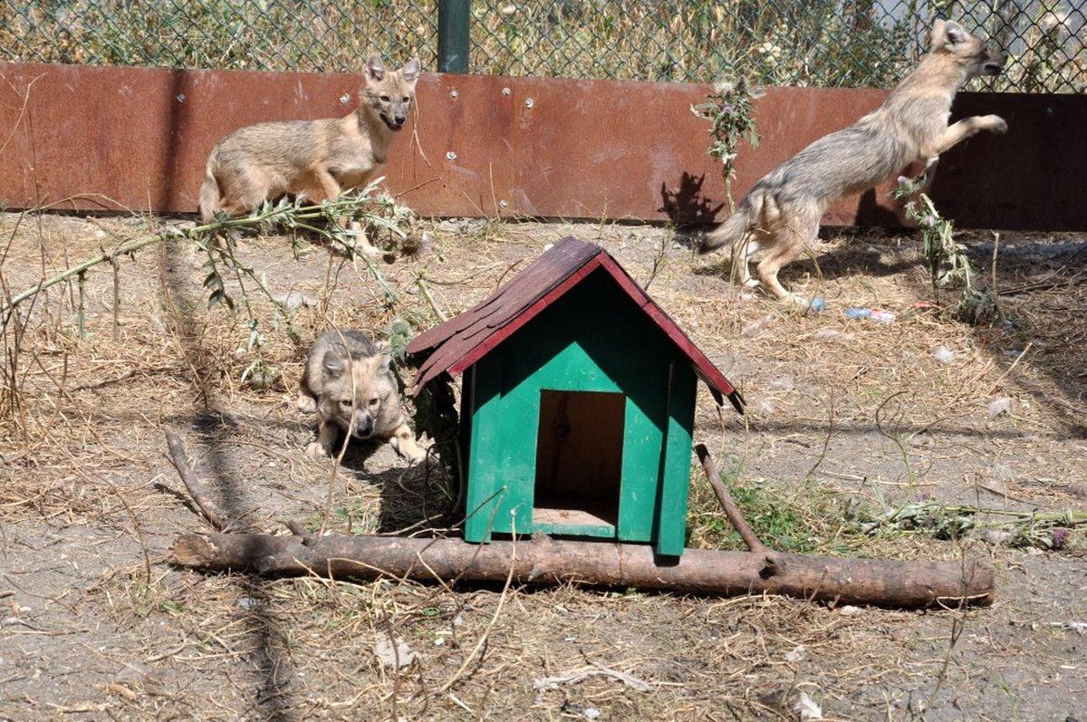 Kars\'ta tedavileri tamamlanan çakallar doğaya bırakıldı