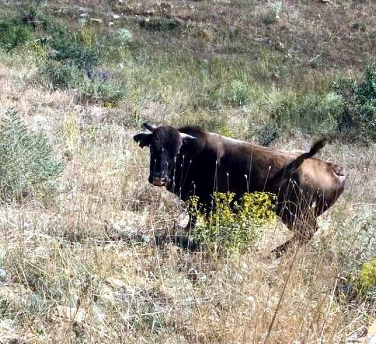Kurban bayramı\'nda kesilmekten kaçan boğa, yaylada bulundu