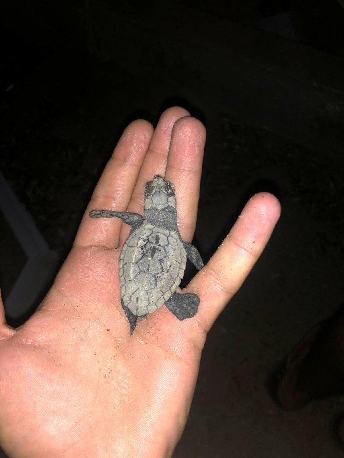 Sahilde birdenbire ortaya çıkan yavru caretta carettalar şaşırttı