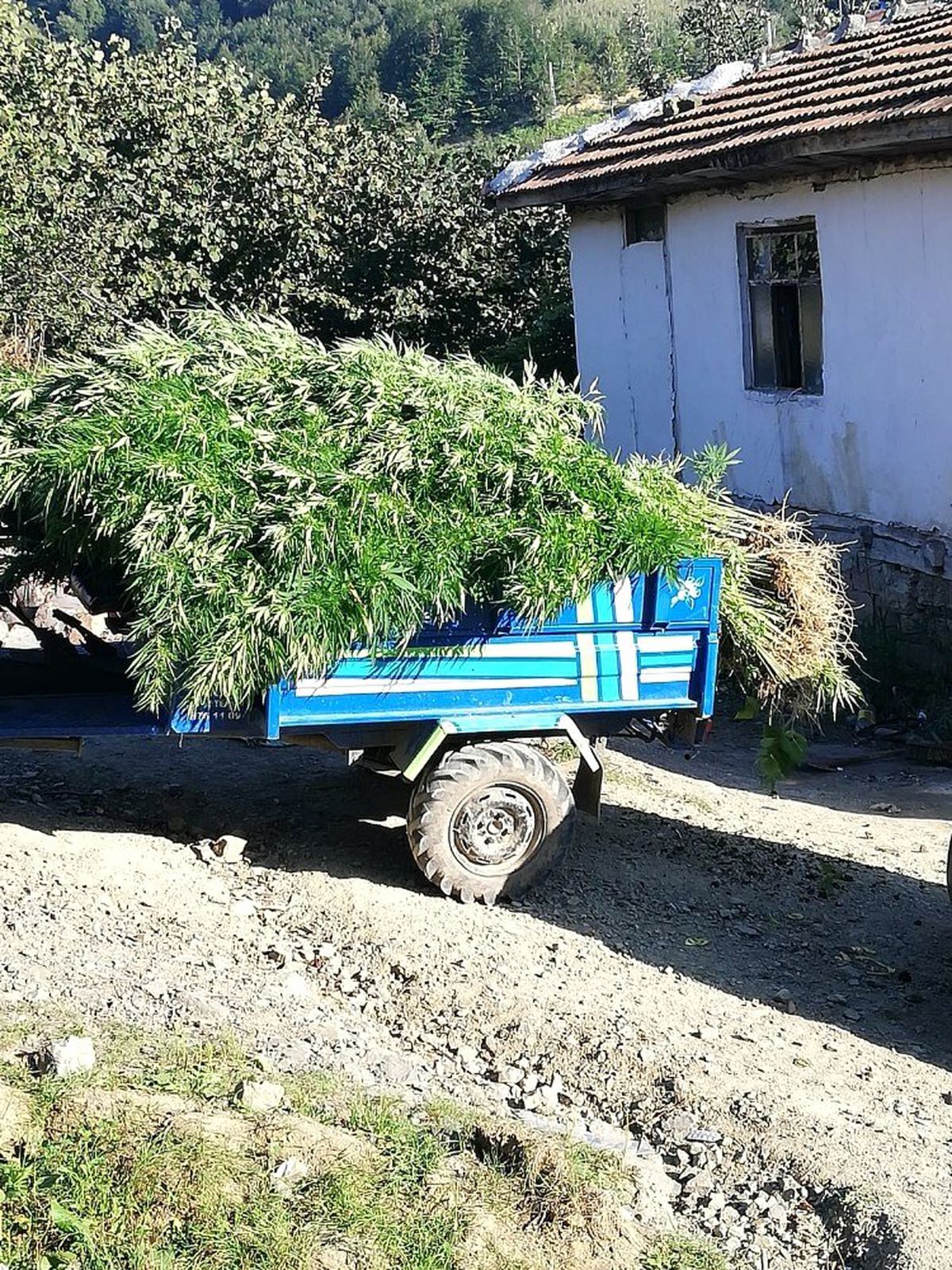 Samsun\'da 10 kilo kubar esrar ile bin 658 kök kenevir ele geçirildi
