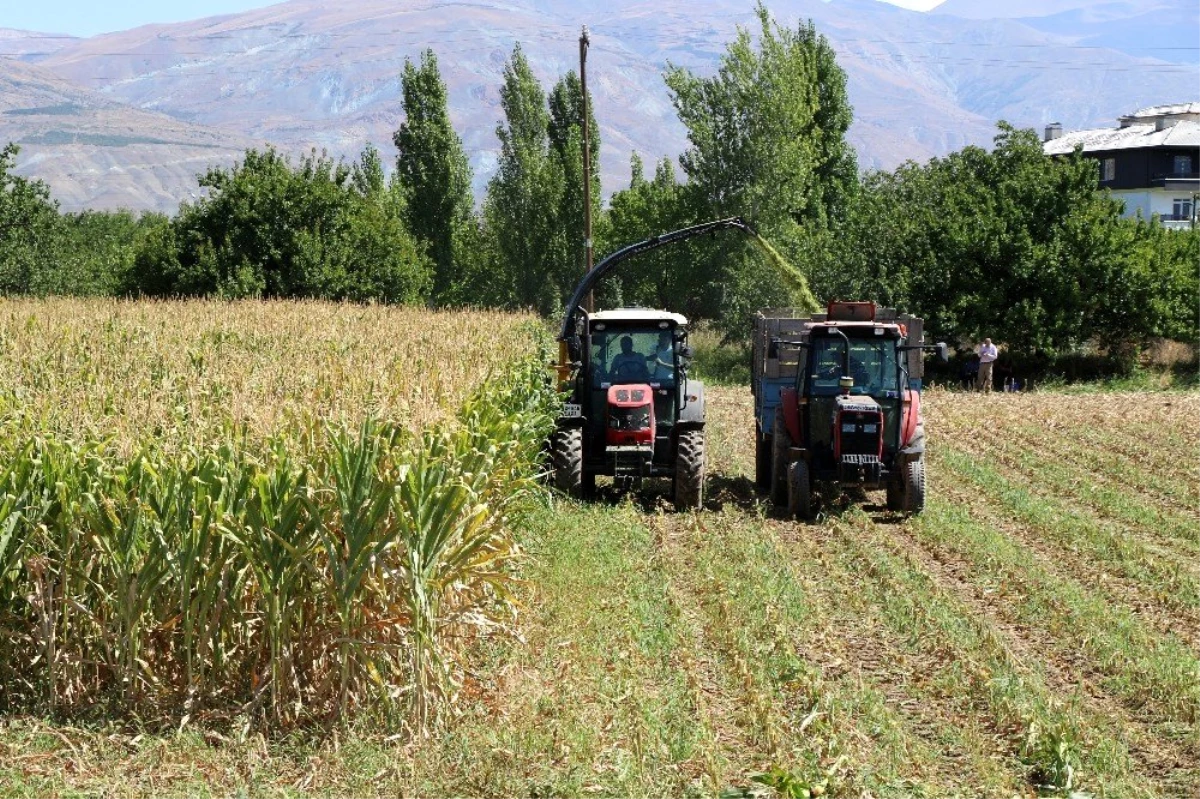 Silajlık mısır hasadı Erzincan\'da başladı