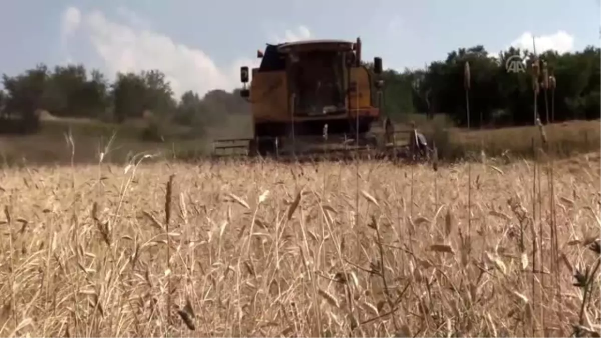 Siyez buğdayında verim yüz güldürüyor