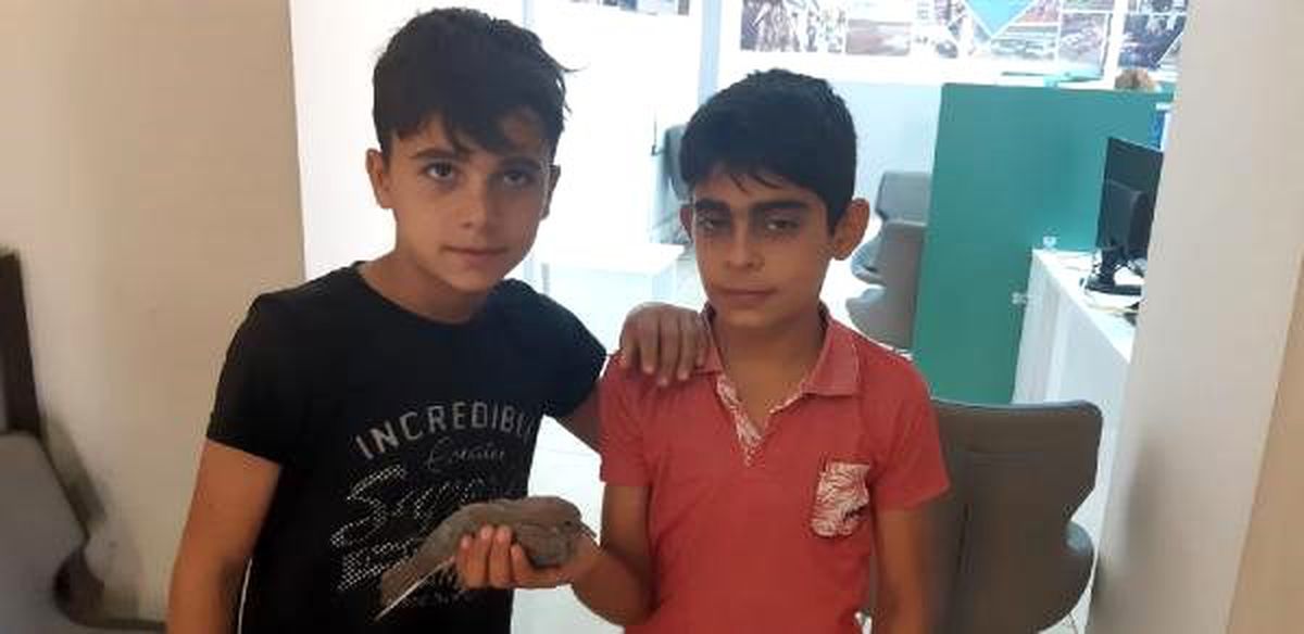 Uçamayan yavru kumruya çocuklar sahip çıktı