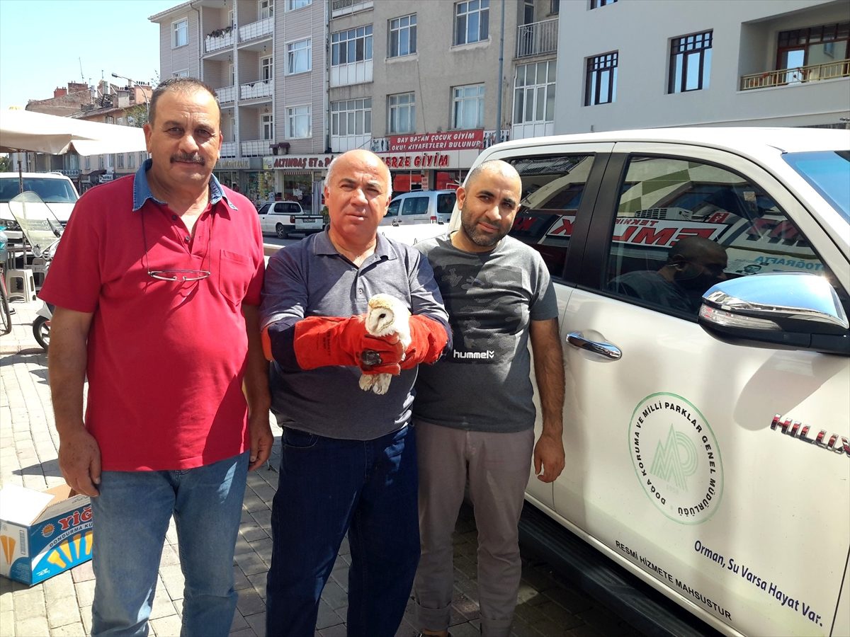 Yaralı peçeli baykuş tedavi altına alındı