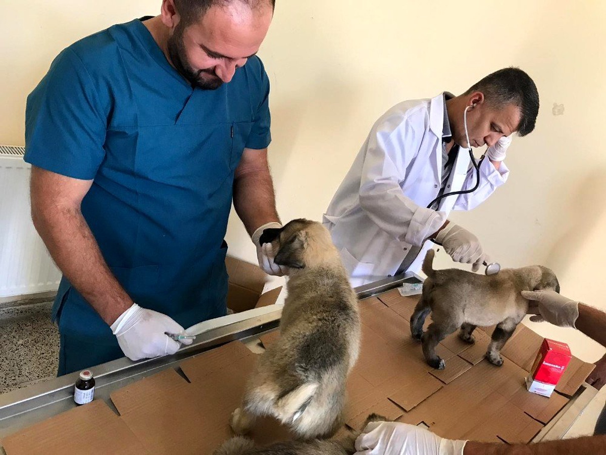 Yavru köpekler sağlık taramasından geçirildi