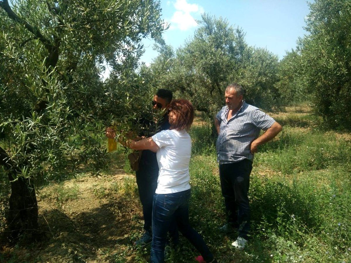 Zeytinde sinek vuruğu tehlikesi