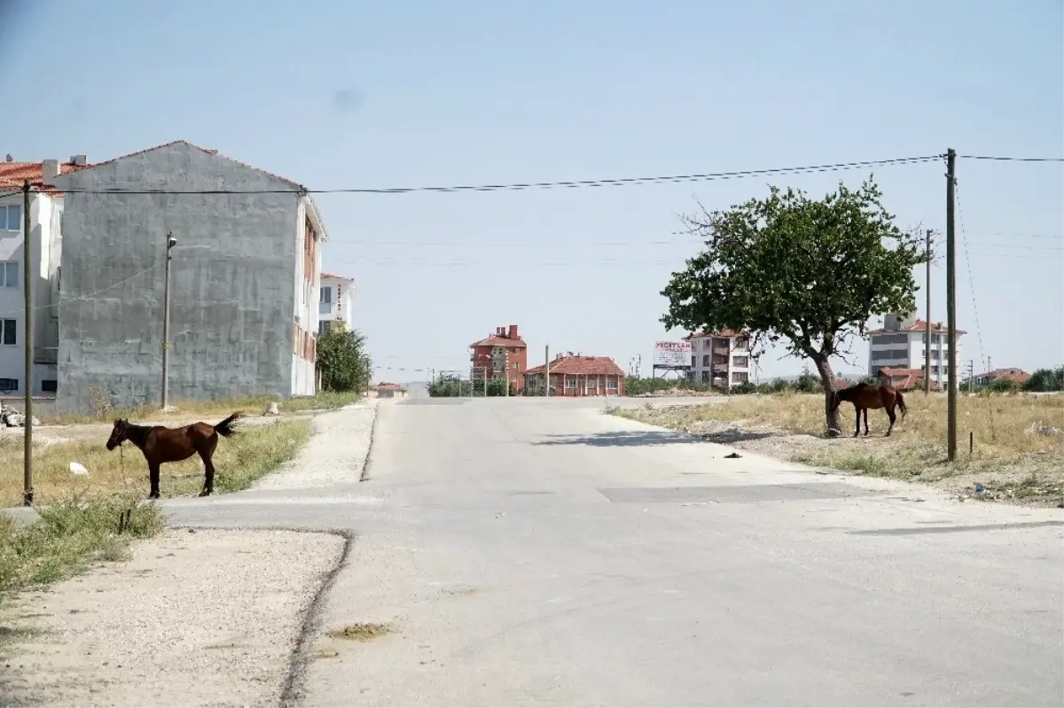 Başıboş at çok, önlem yok