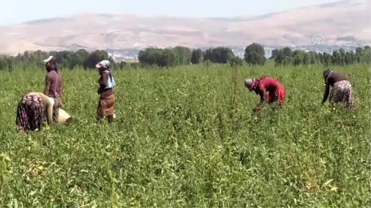 Bitlis\'de domates hasadından 200 milyon lira bekleniyor