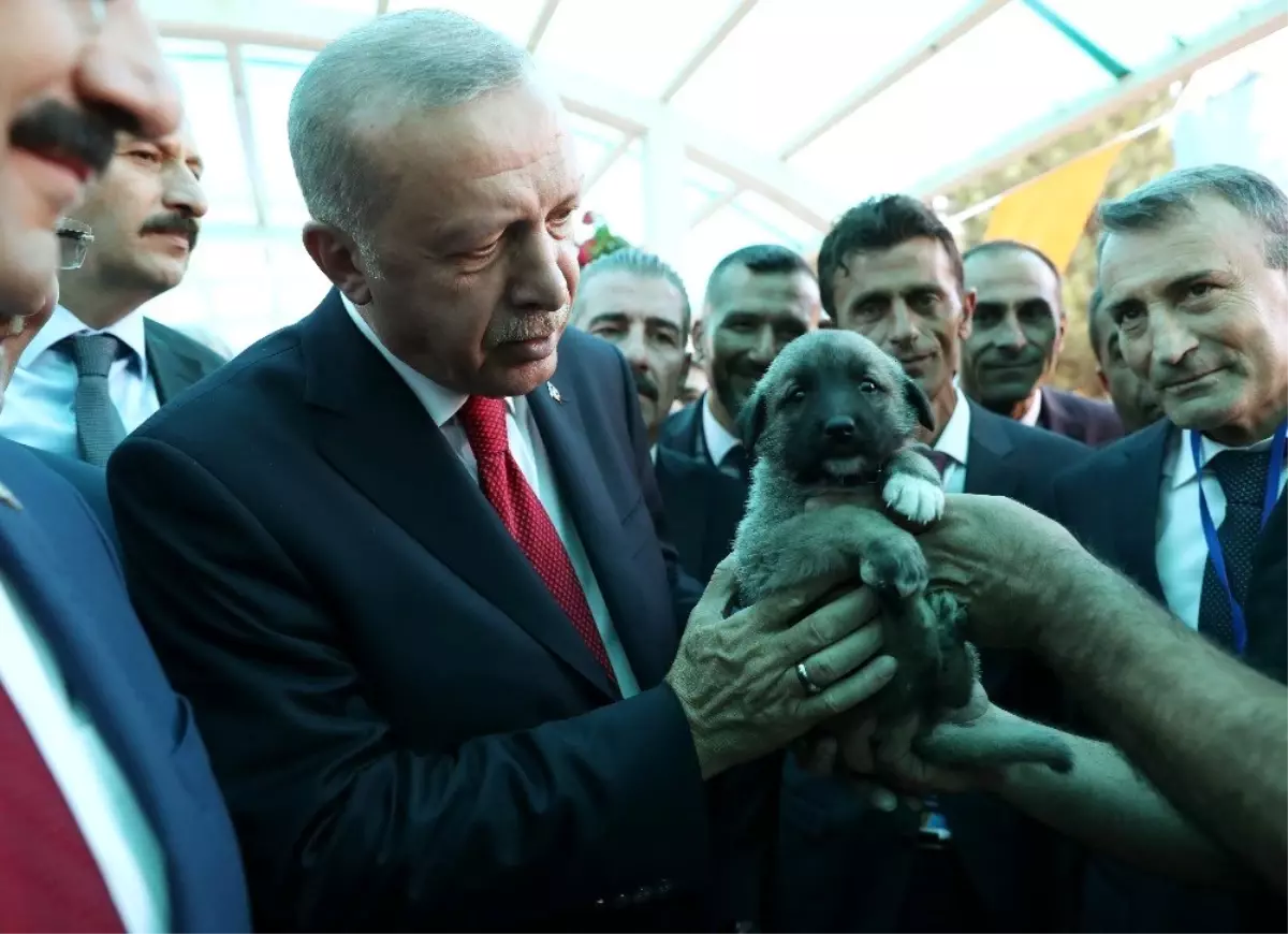 Cumhurbaşkanı Erdoğan\'a Kangal yavrusu hediye edildi