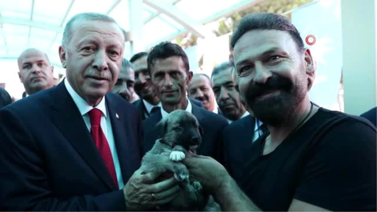 Cumhurbaşkanı Erdoğan\'a Kangal yavrusu hediye edildi