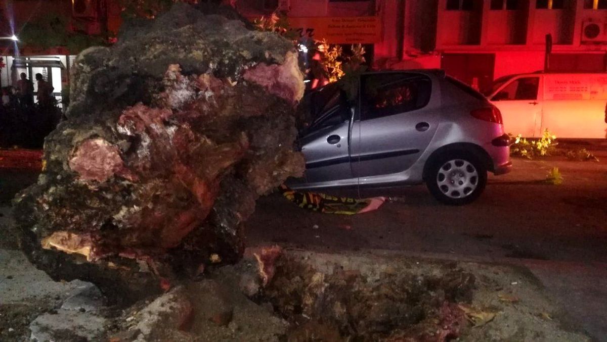 İzmir\'de 3 otomobilin üzerine ağaç devrildi