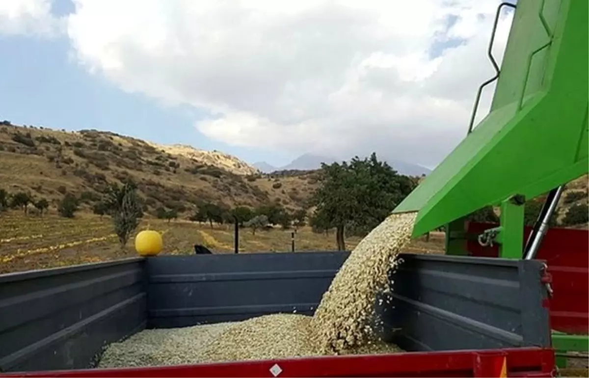 Kabak çekirdeği üreticileri kavurma ve paketleme tesisi istiyor