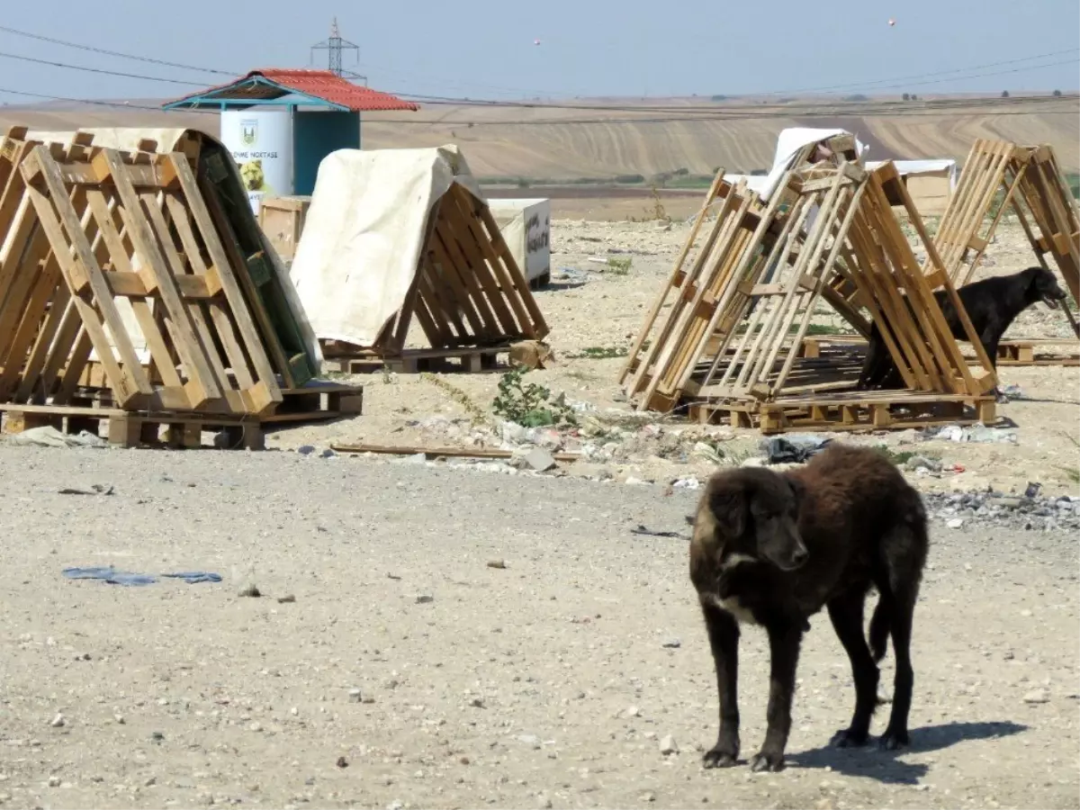 Kayıp 300 köpek için suç duyurusu