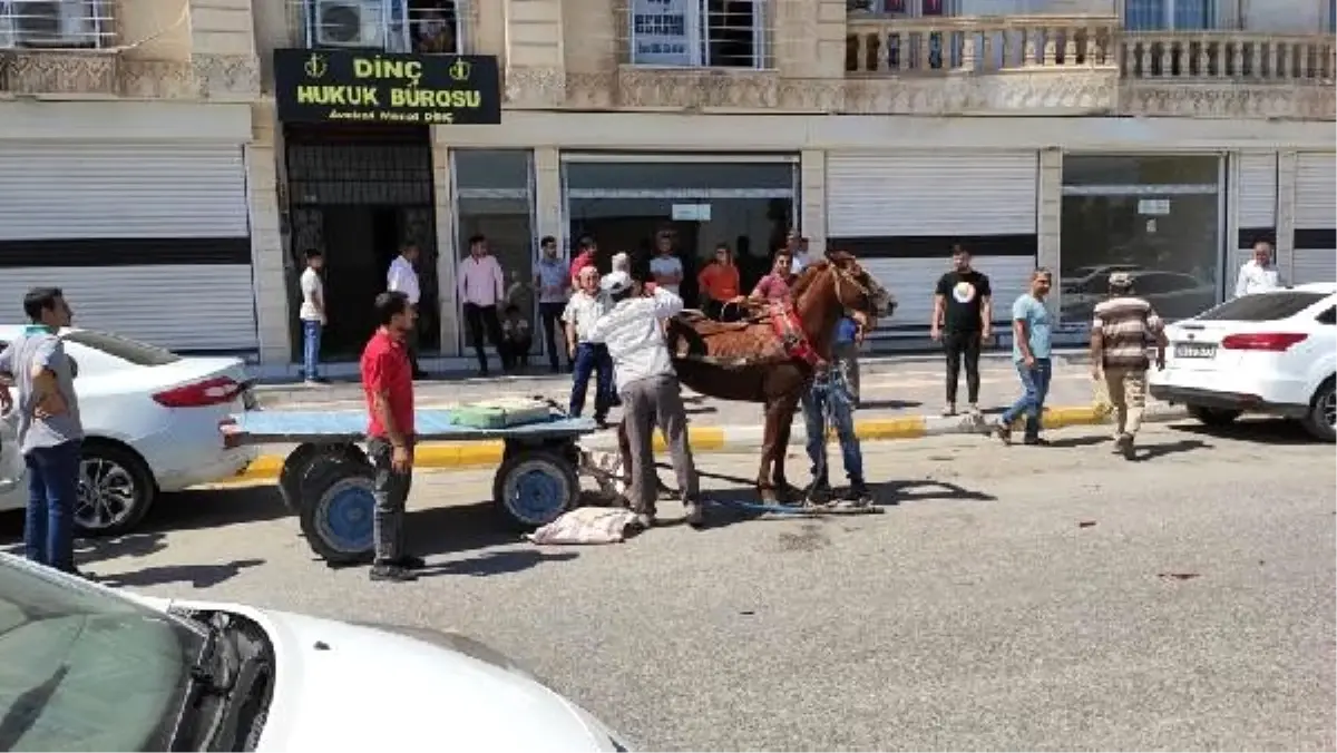 Sahibinden kaçan at, iş yerinin camını kırıp, 5 araca zarar verdi