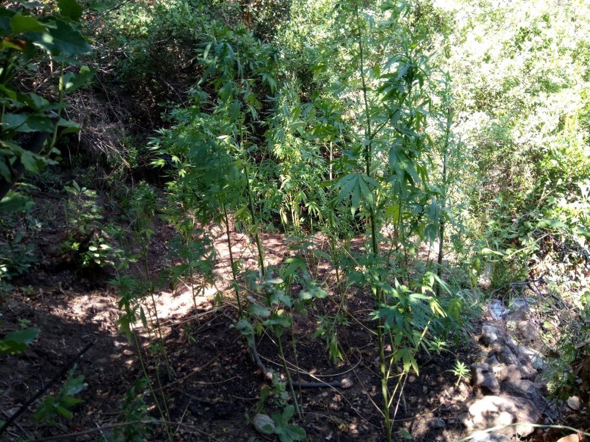 Samandağ\'da 200 kök Hint keneviri ele geçirildi
