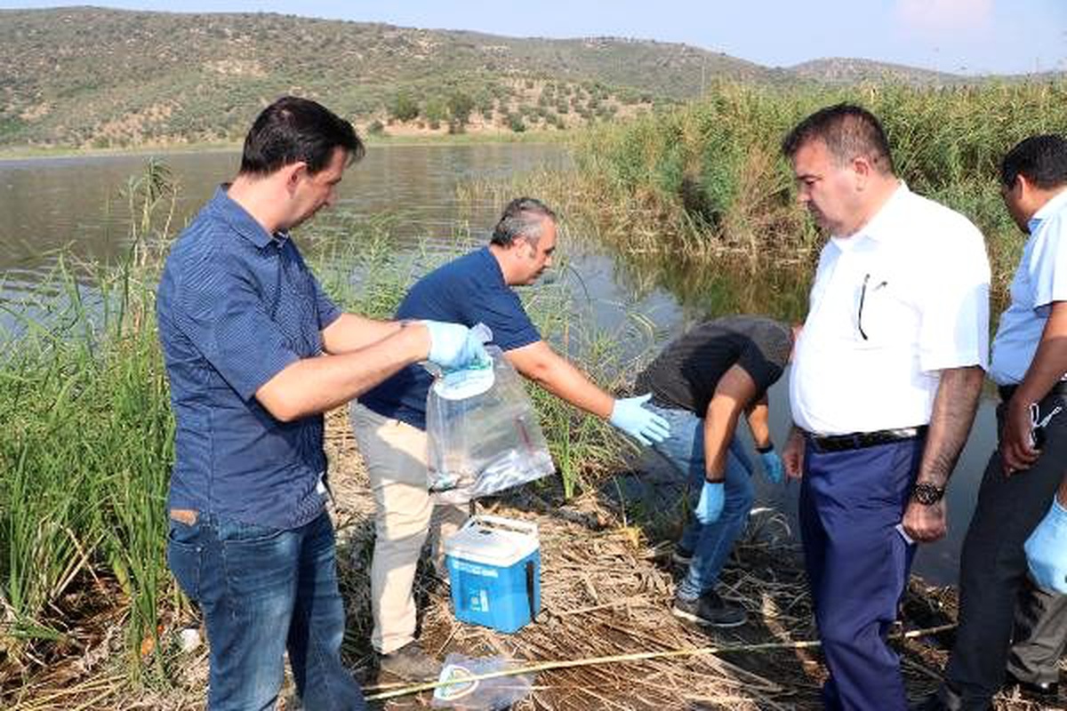 Selçuk\'taki balık ölümlerinin araştırılması için gölden numune alındı