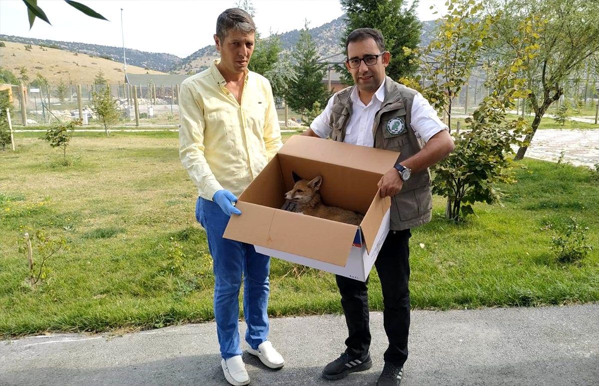 Yaralı kızıl tilki tedavi altına alındı