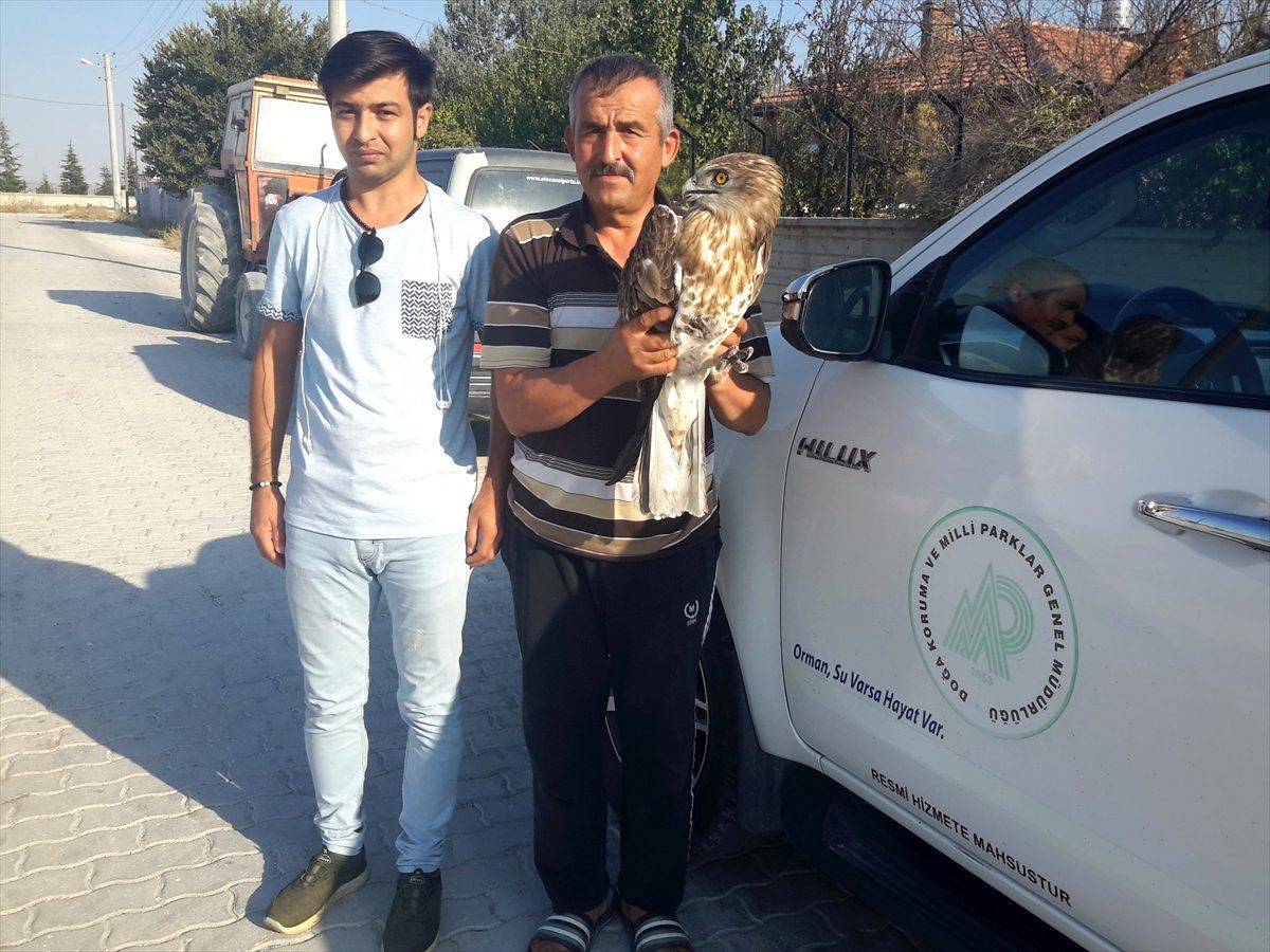 Yaralı şahin tedavi altına alındı