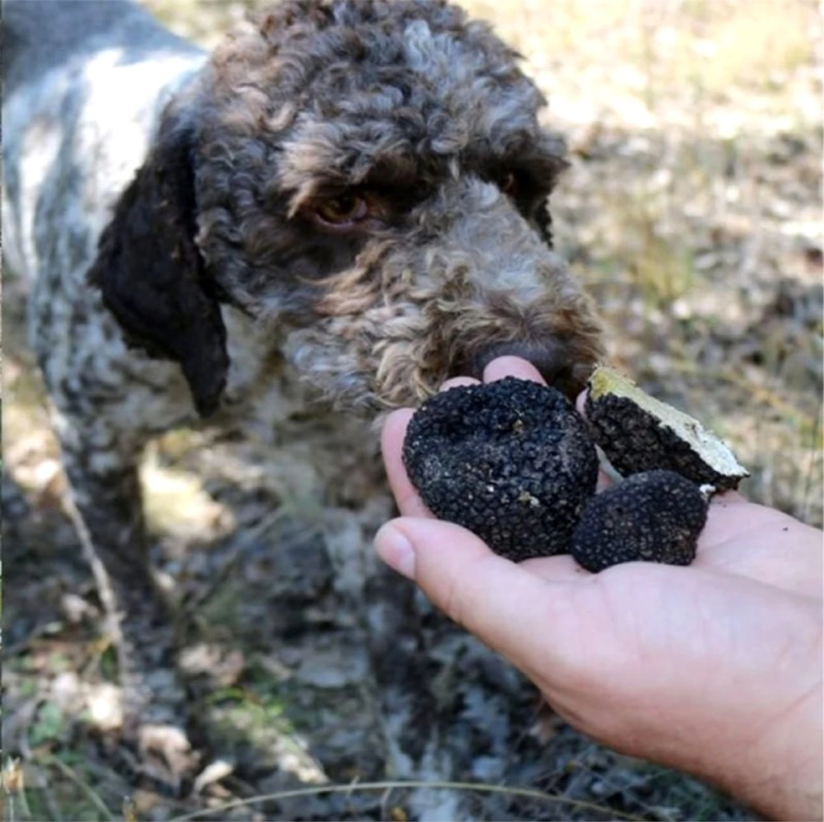 Av köpekleri ile 3 bin 500 Euro değerinde trüf mantarı bulundu