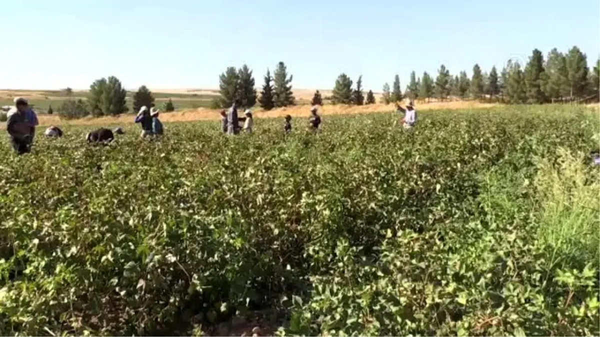 "Beyaz altın"da hasat zamanı