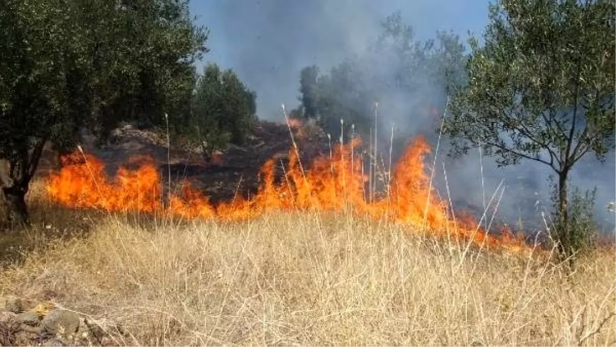 Burhaniye\'de ot yangını, zeytinliklere sıçradı