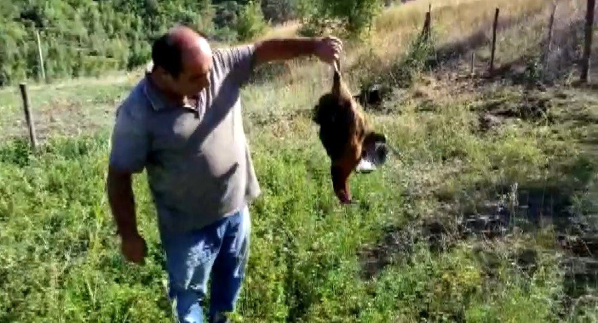 Çağlayan\'da kartal tavuğu telef etti