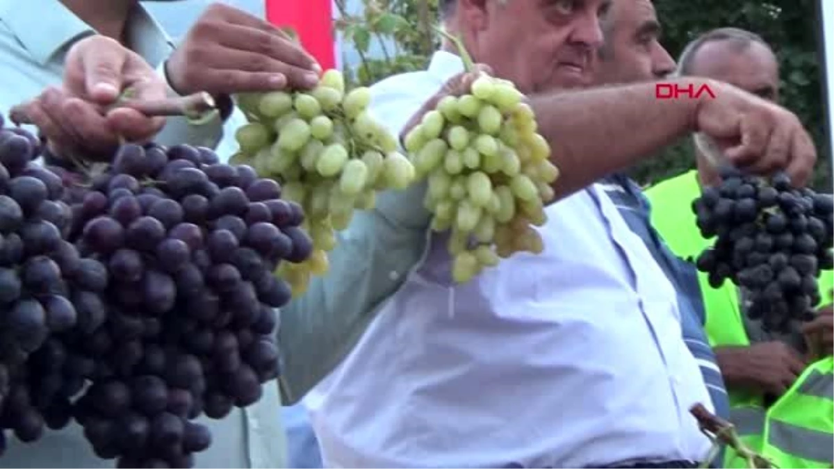 Gaziantep islahiye\'de üzüm ve biber festivali coşkulu başladı